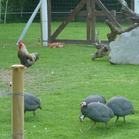 Le Champ Du Coq